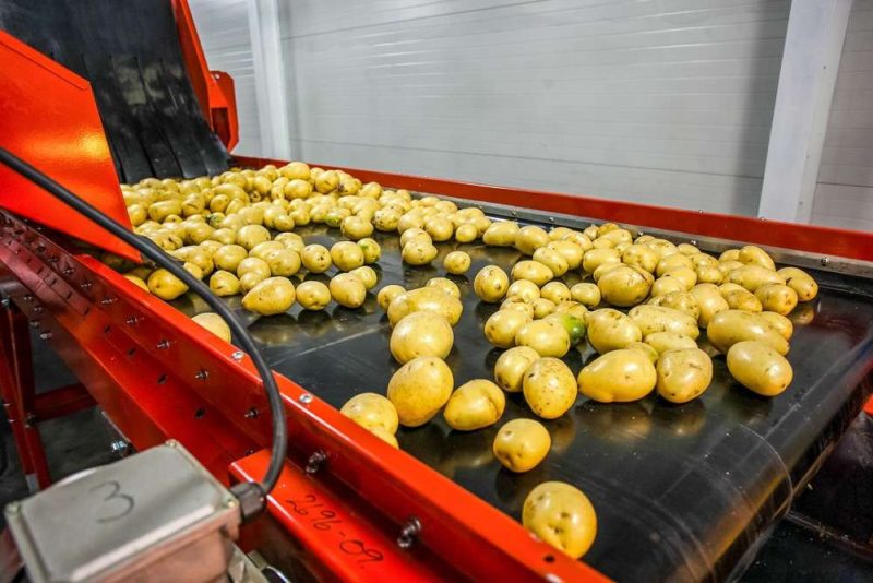 A-belt-conveyor-in-a-potato-processing-factory