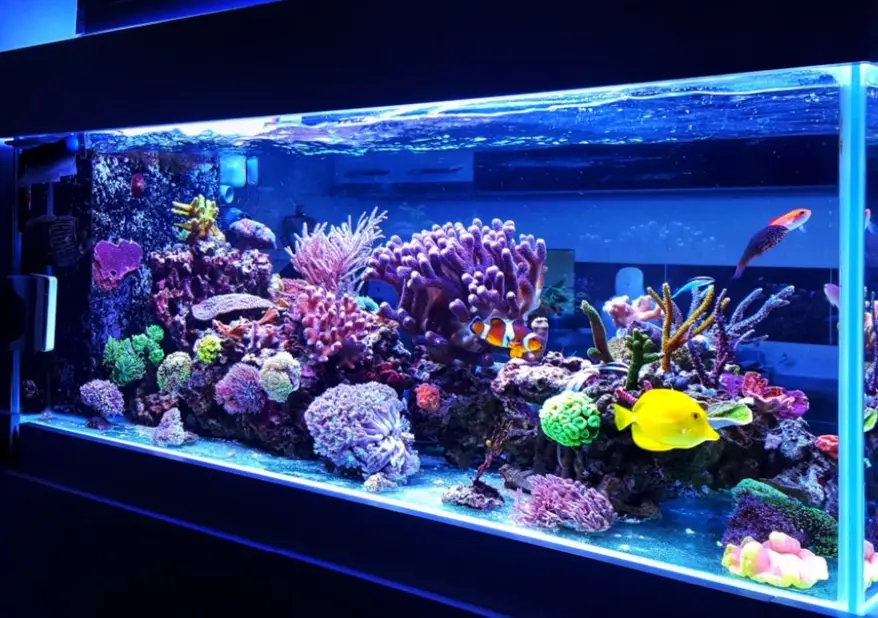 Cast acrylic aquarium tank with exceptional clarity, displaying colorful tropical fish and coral reef