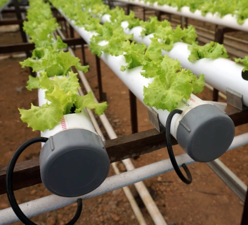 Injection-molded plastic pipe end caps and fittings on a hydroponic lettuce growing system